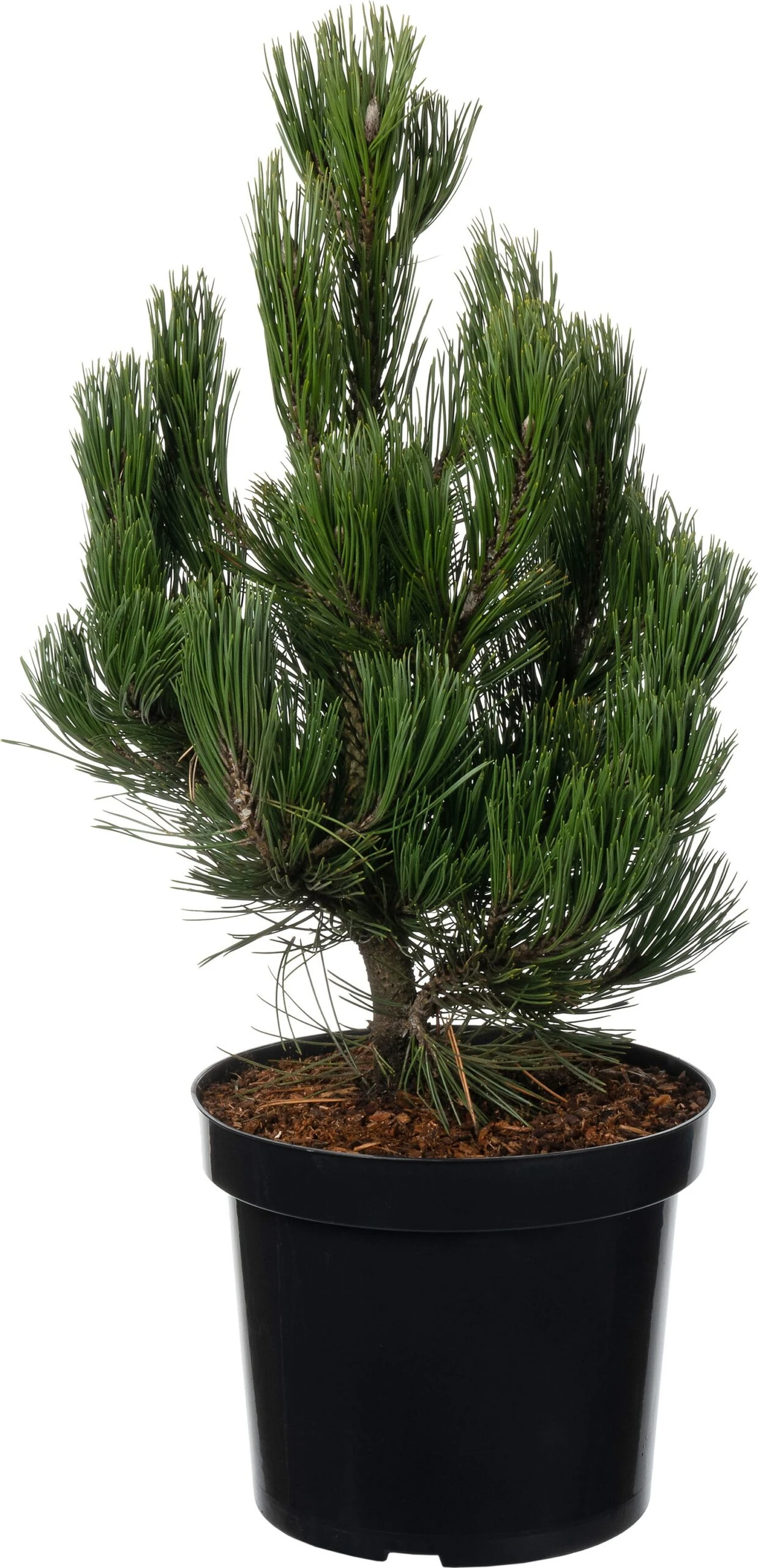 Bosnische Den (Pinus Heldreichii 'Green Giant') D 26 H 40 Cm 3 Bosnische Den (Pinus Heldreichii 'Green Giant') D 26 H 40 Cm