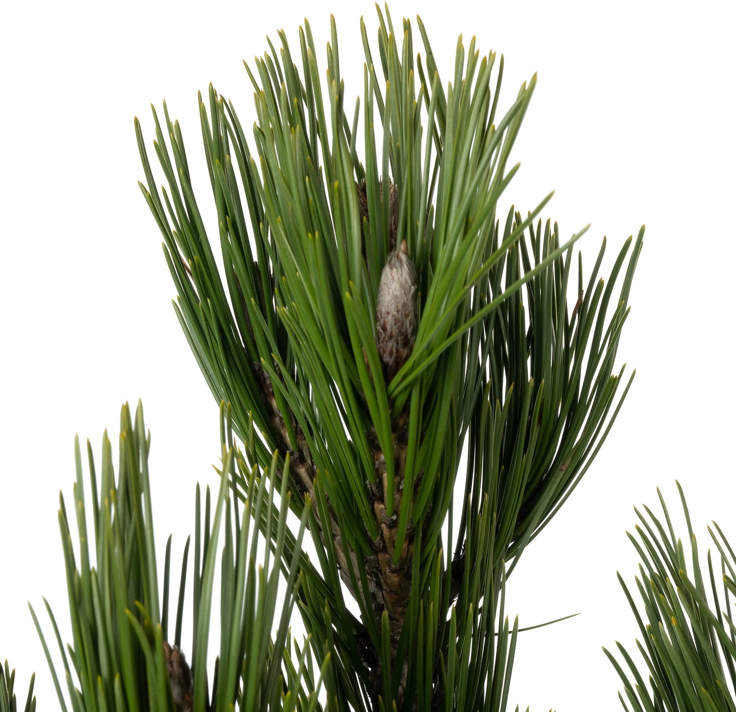 Bosnische Den (Pinus Heldreichii 'Green Giant') D 26 H 40 Cm 4 Bosnische Den (Pinus Heldreichii 'Green Giant') D 26 H 40 Cm - Afbeelding 2