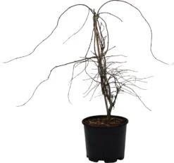 Japanse Esdoorn (Acer Palmatum 'Garnet' ) D 32 H 80 Cm