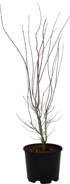 Japanse Esdoorn (Acer Palmatum 'Atropurpureum') D 32 H 100 Cm