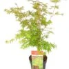 Japanse Esdoorn (Acer Palmatum 'Sangokaku') D 19 H 40 Cm 2 Japanse Esdoorn (Acer Palmatum 'Sangokaku') D 19 H 40 Cm -PlantenPuur Verkoopwinkel 8717263229902 1