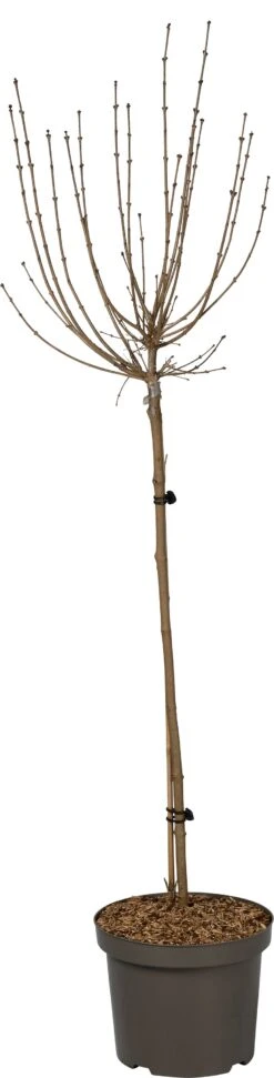 Dwergsering Op Stam (Syringa Meyeri 'Palibin') D 26 H 120 Cm