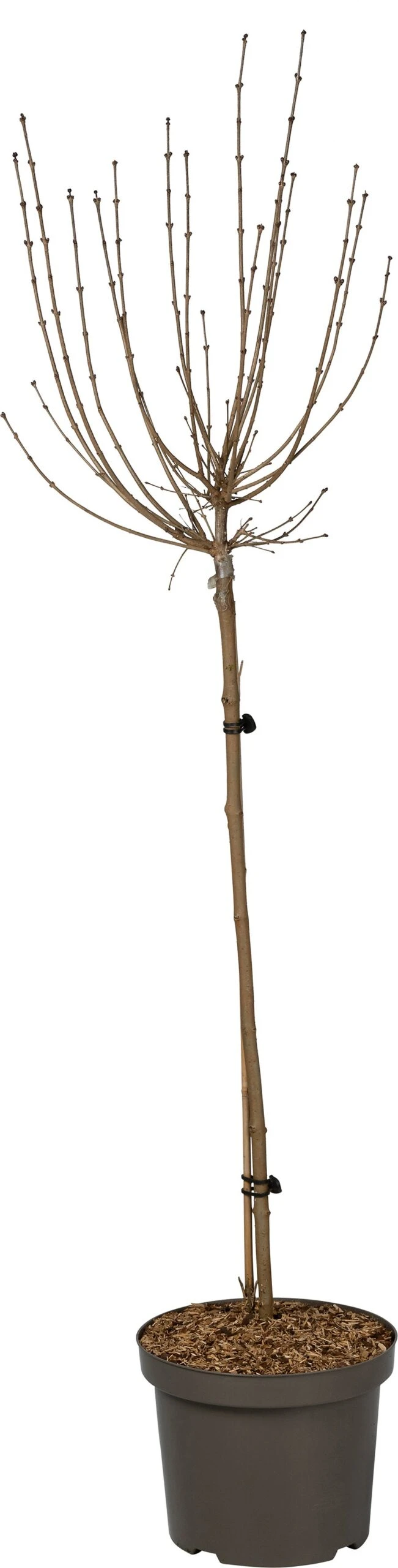 Dwergsering Op Stam (Syringa Meyeri 'Palibin') D 26 H 120 Cm 3 Dwergsering Op Stam (Syringa Meyeri 'Palibin') D 26 H 120 Cm