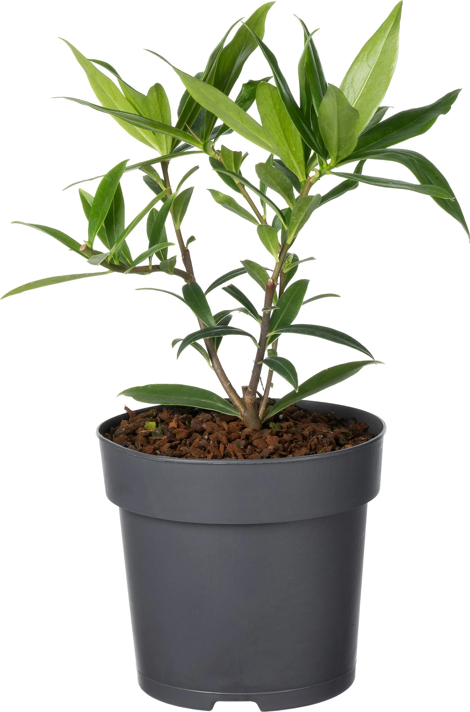 Peperboompje (Daphne Odora 'Perfume Princess') D 15 H 25 Cm 3 Peperboompje (Daphne Odora 'Perfume Princess') D 15 H 25 Cm