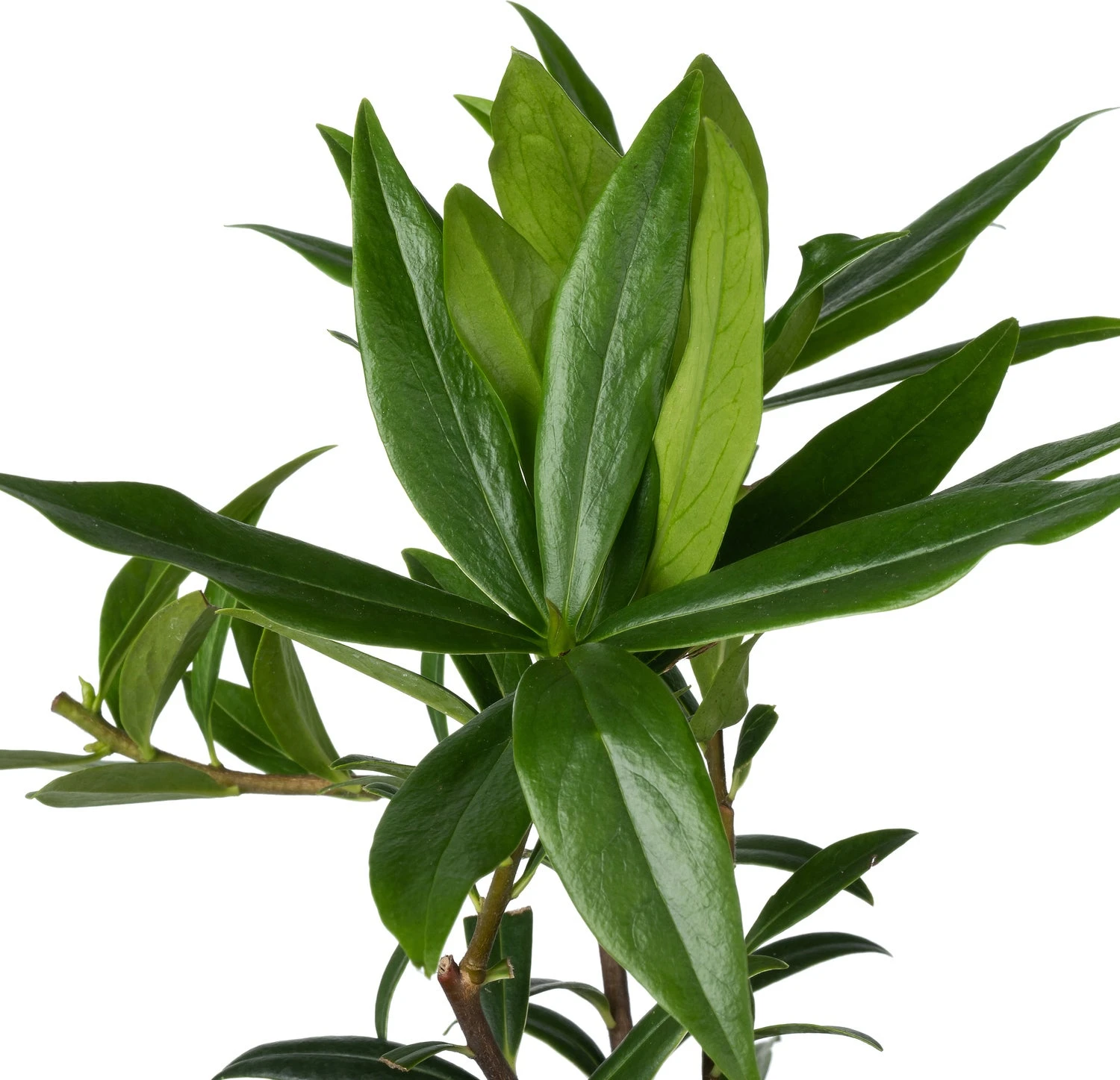 Peperboompje (Daphne Odora 'Perfume Princess') D 15 H 25 Cm 4 Peperboompje (Daphne Odora 'Perfume Princess') D 15 H 25 Cm - Afbeelding 2