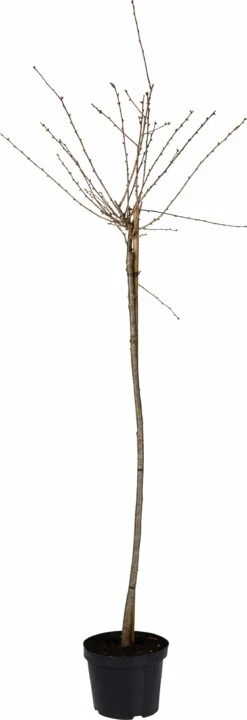Sierkers Op Stam (Prunus 'Okame') D 27 H 120 Cm
