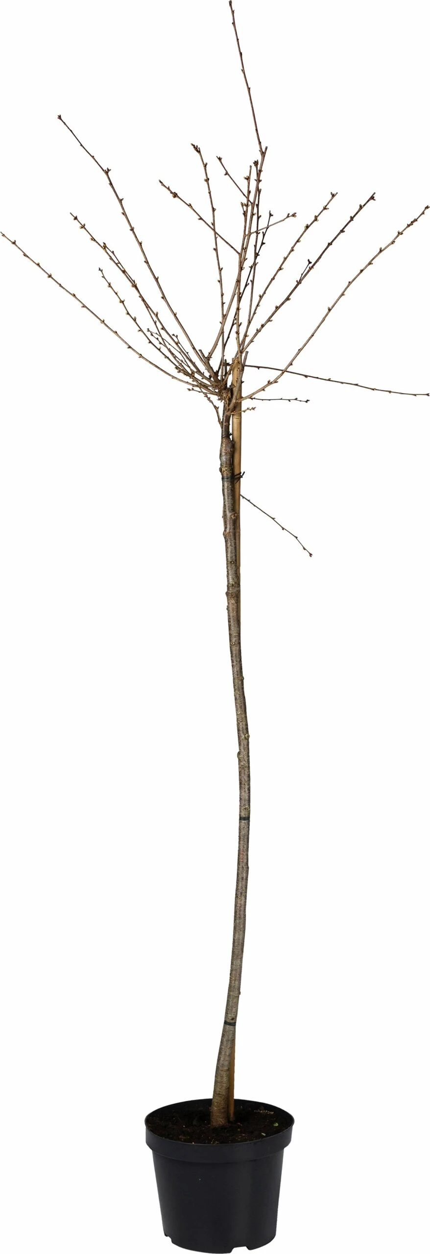 Sierkers Op Stam (Prunus 'Okame') D 27 H 120 Cm 3 Sierkers Op Stam (Prunus 'Okame') D 27 H 120 Cm