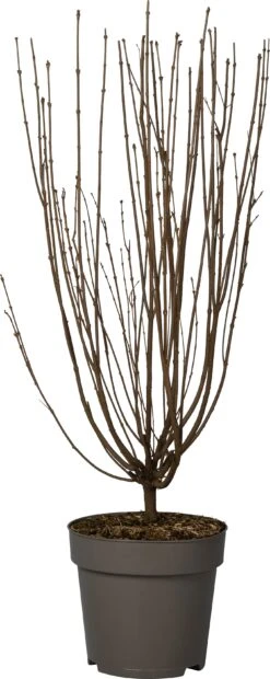 Dwergsering (Syringa 'Tinkerbelle') D 28 H 40 Cm