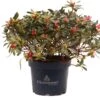 Japanse Azalea (Rhododendron Japonica 'Evergreen') Rood D 19 H 40 Cm 1 Japanse Azalea (Rhododendron Japonica 'Evergreen') Rood D 19 H 40 Cm -PlantenPuur Verkoopwinkel 8717263232315