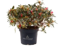 Japanse Azalea (Rhododendron Japonica 'Evergreen') Rood D 19 H 40 Cm