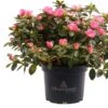 Japanse Azalea (Rhododendron Japonica 'Evergreen') Roze Wit D 19 H 40 Cm 2 Japanse Azalea (Rhododendron Japonica 'Evergreen') Roze Wit D 19 H 40 Cm -PlantenPuur Verkoopwinkel 8717263232339