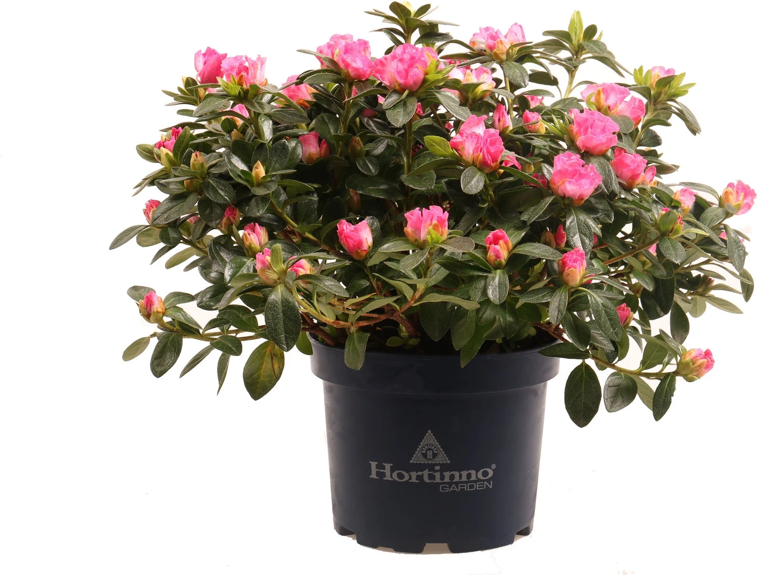 Japanse Azalea (Rhododendron Japonica 'Evergreen') Roze Wit D 19 H 40 Cm 3 Japanse Azalea (Rhododendron Japonica 'Evergreen') Roze Wit D 19 H 40 Cm