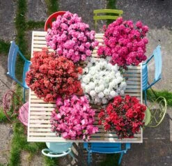 Japanse Azalea (Rhododendron Japonica 'Evergreen') Roze Wit D 19 H 40 Cm 5 Japanse Azalea (Rhododendron Japonica 'Evergreen') Roze Wit D 19 H 40 Cm -PlantenPuur Verkoopwinkel 8717263232339 2