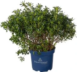 Japanse Azalea (Rhododendron Japonica 'Evergreen') Wit D 23 H 40 Cm