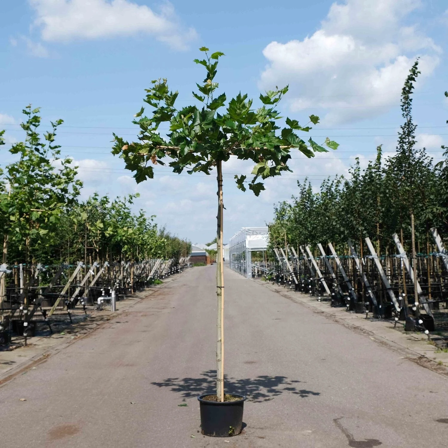 Dakplataan (Platanus Acerifolia) D 40 H 240 Cm 3 Dakplataan (Platanus Acerifolia) D 40 H 240 Cm