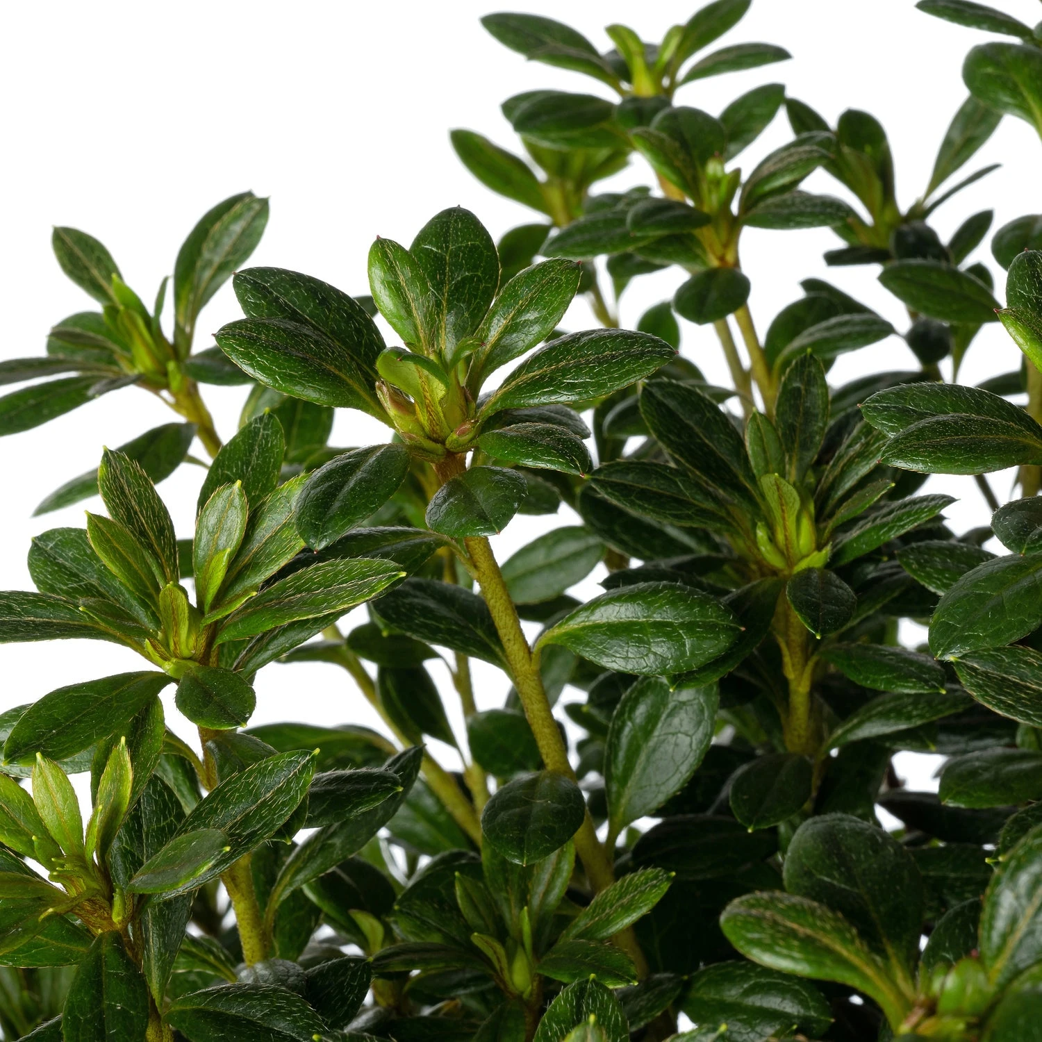 Japanse Azalea (Rhododendron Japonica 'Evergreen') Gemengd D 19 H 40 Cm 4 Japanse Azalea (Rhododendron Japonica 'Evergreen') Gemengd D 19 H 40 Cm - Afbeelding 2