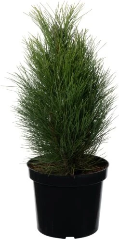 Bosnische Den (Pinus Heldreichii 'Green Tower') D 26 H 40 Cm