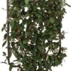 Olijfwilg Op Rek (Elaeagnus Ebbingei) D 30 H 120 Cm 1 Olijfwilg Op Rek (Elaeagnus Ebbingei) D 30 H 120 Cm -PlantenPuur Verkoopwinkel 8717263236863 0