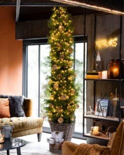 Japanse Ceder (Cryptomeria Japonica 'Viridis') D 45 H 175 Cm