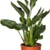 Paradijsvogelbloem (Strelitzia Reginae) D 20 H 90 Cm -PlantenPuur Verkoopwinkel 8717263242925