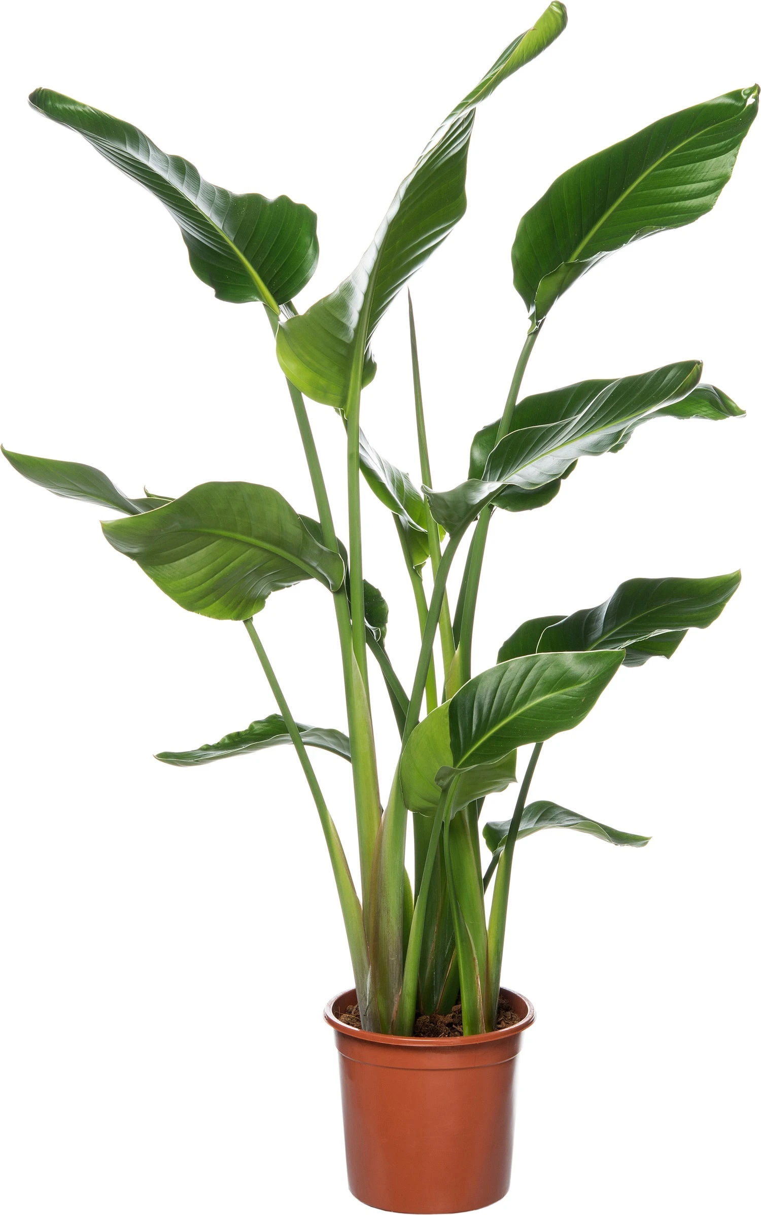 Paradijsvogelplant (Strelitzia Nicolai) D 24 H 100 Cm 3 Paradijsvogelplant (Strelitzia Nicolai) D 24 H 100 Cm