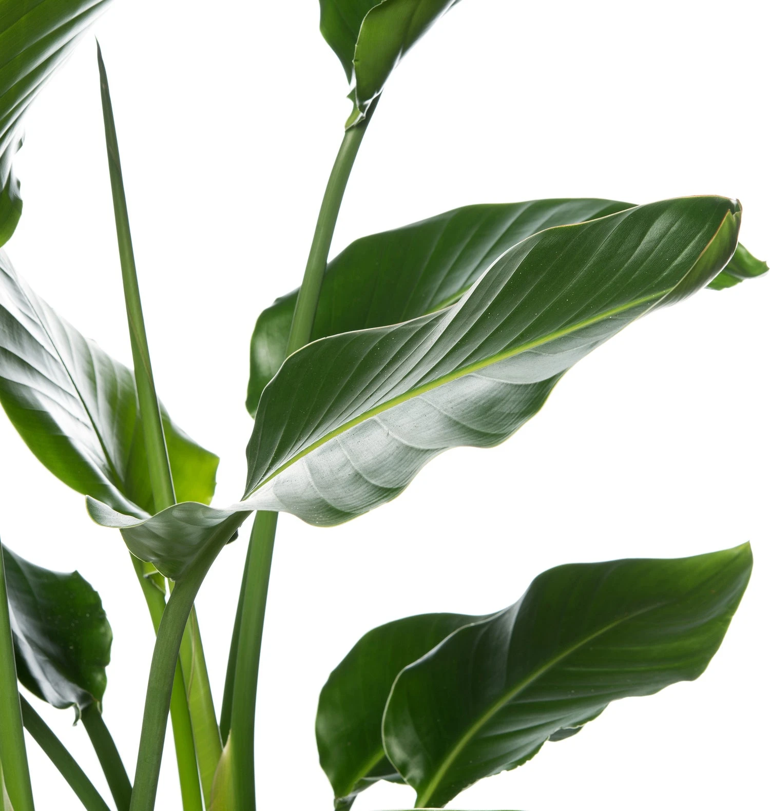 Paradijsvogelplant (Strelitzia Nicolai) D 24 H 100 Cm 4 Paradijsvogelplant (Strelitzia Nicolai) D 24 H 100 Cm - Afbeelding 2