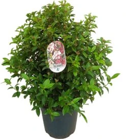 Sneeuwbal (Viburnum Tinus) D 26 H 60 Cm