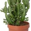 Kandelaarsplant (Euphorbia Lactea) D 24 H 60 Cm -PlantenPuur Verkoopwinkel 8717263246893 1