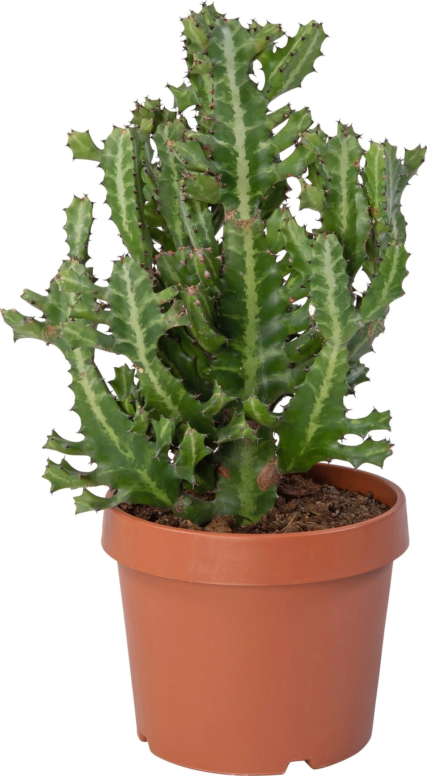 Kandelaarsplant (Euphorbia Lactea) D 24 H 60 Cm 3 Kandelaarsplant (Euphorbia Lactea) D 24 H 60 Cm