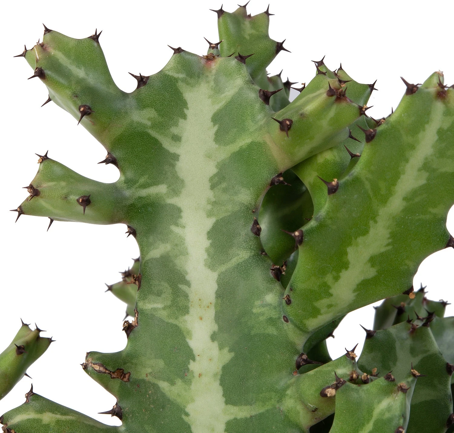 Kandelaarsplant (Euphorbia Lactea) D 24 H 60 Cm 4 Kandelaarsplant (Euphorbia Lactea) D 24 H 60 Cm - Afbeelding 2