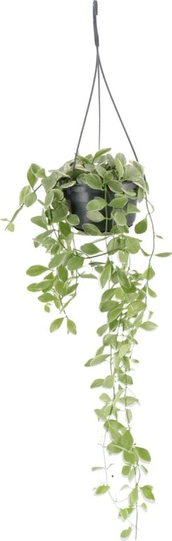 Dischidia (Dischidia 'Oiantha Variegata') D 14 H 35 Cm