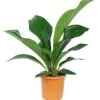 Langbladige Flamingoplant (Anthurium Jenmanii 'Green Passion') D 27 H 90 Cm -PlantenPuur Verkoopwinkel 8717263247715