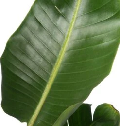 Paradijsvogelplant (Strelitzia Nicolai) D 36 H 180 Cm 7 Paradijsvogelplant (Strelitzia Nicolai) D 36 H 180 Cm -PlantenPuur Verkoopwinkel 8717263250777 2 1