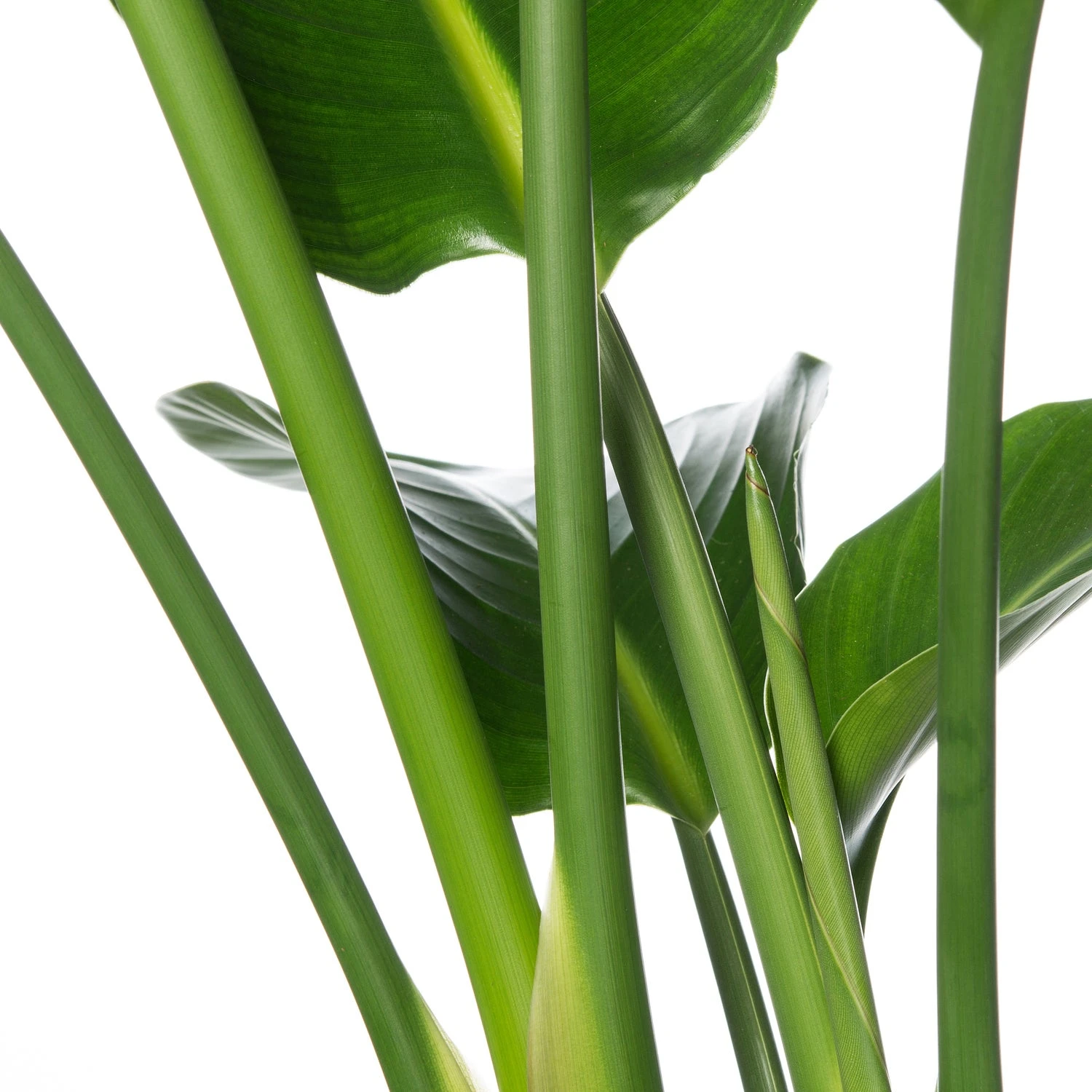 Paradijsvogelplant (Strelitzia Nicolai) D 21 H 70 Cm 4 Paradijsvogelplant (Strelitzia Nicolai) D 21 H 70 Cm - Afbeelding 2