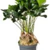 Flamingoplant (Anthurium Andreanum 'Arrow') D 30 H 75 Cm -PlantenPuur Verkoopwinkel 8717263252412