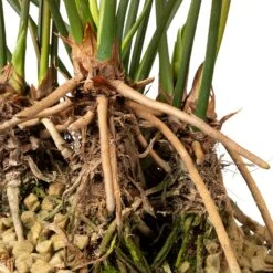 Flamingoplant (Anthurium Andreanum 'Arrow') D 30 H 75 Cm -PlantenPuur Verkoopwinkel 8717263252412 3