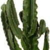 Cowboycactus (Euphorbia Erytrea) D 21 H 100 Cm 1 Cowboycactus (Euphorbia Erytrea) D 21 H 100 Cm -PlantenPuur Verkoopwinkel 8717263252788