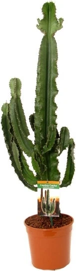 Cowboycactus (Euphorbia Erytrea) D 21 H 100 Cm