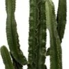 Cowboycactus (Euphorbia Erytrea) D 35 H 160 Cm
