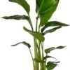 Paradijsvogelplant (Strelitzia Nicolai) D 17 H 60 Cm -PlantenPuur Verkoopwinkel 8717263252900
