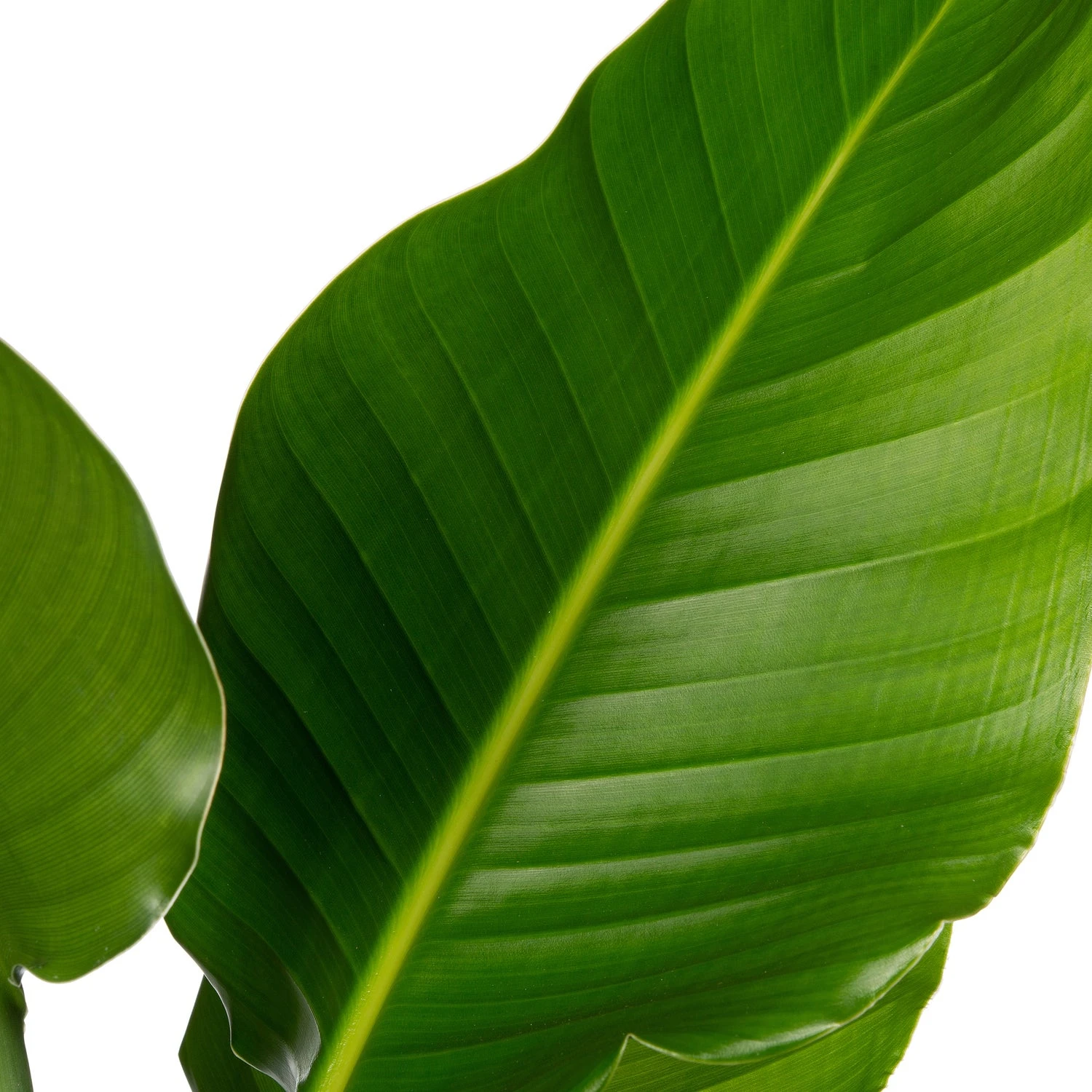 Paradijsvogelplant (Strelitzia Nicolai) D 17 H 60 Cm 4 Paradijsvogelplant (Strelitzia Nicolai) D 17 H 60 Cm - Afbeelding 2