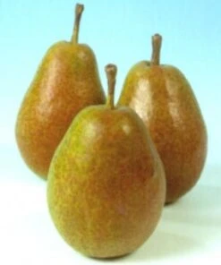 Voorkant -PlantenPuur Verkoopwinkel 8717263278108 1 1