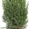 Dwergspar Op Stam (Picea Glauca 'Conica') D 15 H 50 Cm 2 Dwergspar Op Stam (Picea Glauca 'Conica') D 15 H 50 Cm -PlantenPuur Verkoopwinkel 8717263278177 0 1
