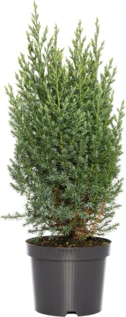 Dwergspar Op Stam (Picea Glauca 'Conica') D 15 H 50 Cm