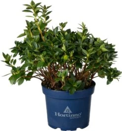 Japanse Azalea (Rhododendron Japonica 'Evergreen') Roze D 19 H 40 Cm