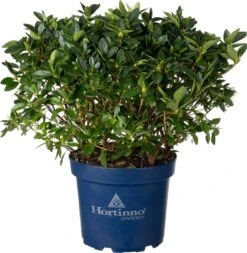 Japanse Azalea (Rhododendron Japonica 'Evergreen') Roze D 23 H 40 Cm