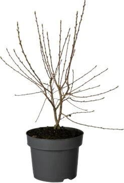 Parelstruik (Exochorda Racemosa 'Niagara') D 23 H 40 Cm