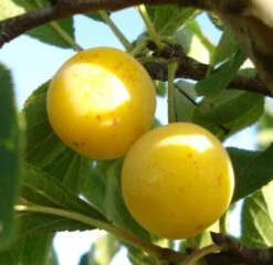 Voorkant -PlantenPuur Verkoopwinkel 8717263279914 2 1