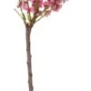 Biologische Amandel (Prunus Dulcis) D 23 H 80 Cm -PlantenPuur Verkoopwinkel 8717263279921