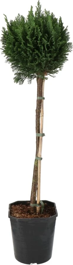 Dwergcypres Op Stam (Chamaecyparis Lawsoniana 'Ellwoodii') D 21 H 70 Cm